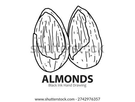 Black ink hand drawing of two almonds, showing their textured surface and characteristic shape.