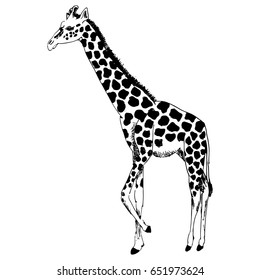 Black ink hand drawn isolated giraffe on white background.Cute vector illustration. Sketch style