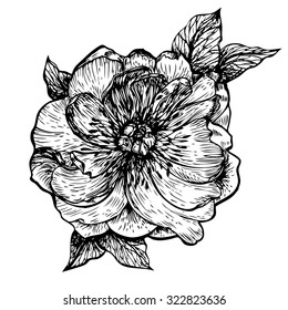 Black ink hand-drawn illustration of beautiful flower peony isolated on white background