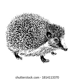 Black ink hedgehog. Vector illustration