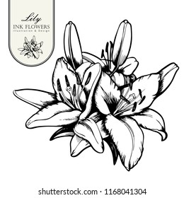 Black ink line style sketch flower. Hand painted Alstroemeria flower.