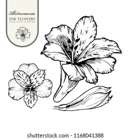 Black ink line style sketch flower. Hand painted Alstroemeria flower.