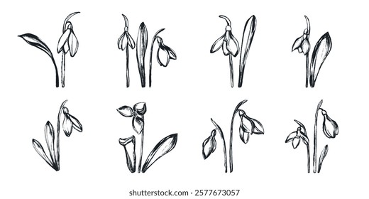 Black Ink Silhouettes of Grunge Snowdrops Isolated on White Background. Set of plants hand painted with dry ink