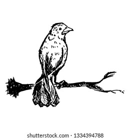 Black ink sketch crow bird sitting on tree branch hand drawn vector illustration isolated on white background
