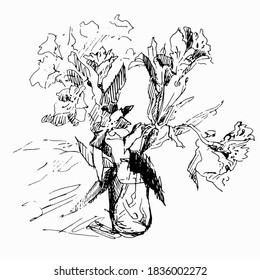 Black ink sketch, indoor flower in a pot - drawn from life. A series of drawings on a white background.