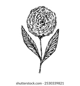 Vector de tinta negra dibujado a mano boceto peonía rosa ilustración de flores. Símbolo floral abstracto artístico de la margarita para el diseño botánico de las tarjetas de felicitación, la boda y la decoración del cumpleaños, etiqueta engomada, logotipo