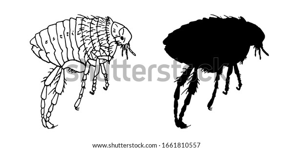 黒い昆虫の蚤のアイコン 白い背景に分離型ラインアートとシルエット ノミとその影 ノミは側面図のプロファイルです ベクターイラスト のベクター画像素材 ロイヤリティフリー