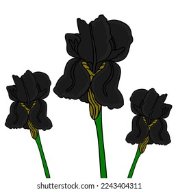 black irish flower vector icon colour
