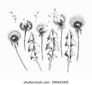Black isolated dandelion flowers and leafs' set, vector hand drawn floral design elements' package.  