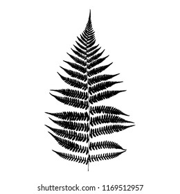 Black isolated  fern leaf. Vector illustration.