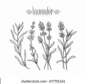 Black isolated lavender branches, vector hand drawn leaves and flowers of plant.  