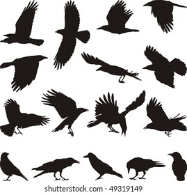 black isolated silhouettes of carrion crow on the white background