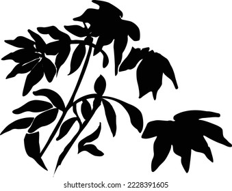 Black Isolated Tropical Leaves Vector
