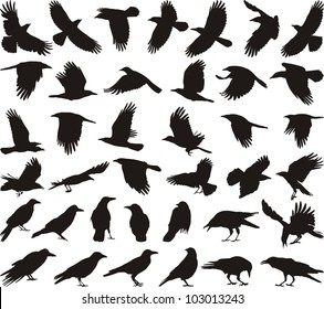 black isolated vector silhouettes of carrion crow on the white background