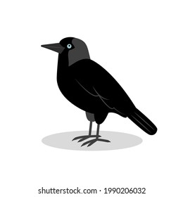 Black jackdaw with blue eyes isolated on a white background. City birds. Vector flat illustration.