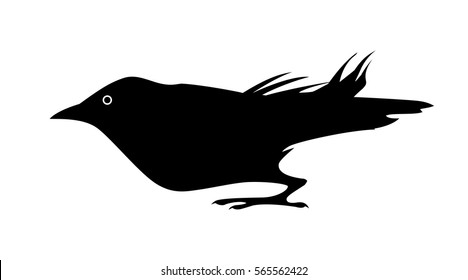Black jackdaw. Silhouette of bird. Vector isolated.