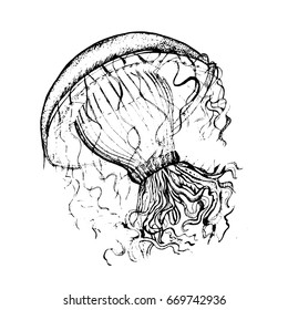 Black jellyfish isolated on a white background. Vector illustration. 