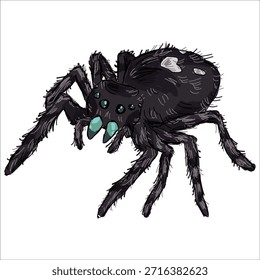 Aranha Saltador Preto. Phidippus audax Ilustração vetorial colorida. Pitoresco. Estilização exclusiva. Imprimir em cadernos de anotações, adesivos, cartões postais, copos, roupas, cartazes. Biológico. 