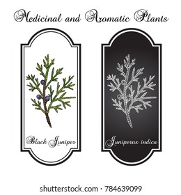 Black juniper (Juniperus indica), evergreen medicinal plant. Hand drawn botanical vector illustration
