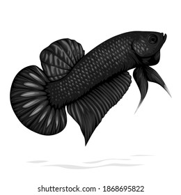 Black King Betta Fish Vector isolated on White Background