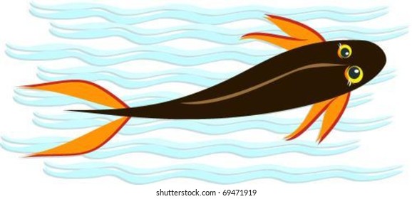 Black Koi Goldfish