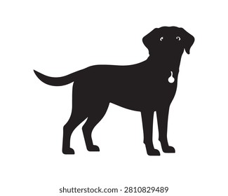 Black Labrador dog standing in profile view. Sleek purebred pet posing on white background for professional photography.