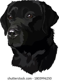 black labrador Head Vector Illustration