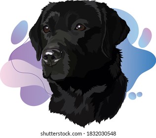 black labrador Head Vector Illustration. Trend