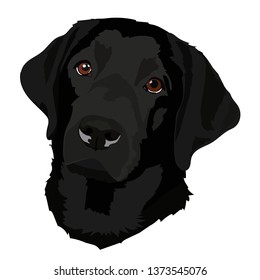 Black Labrador puppy vector illustration