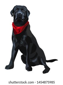 Black Labrador Retriever Dog Isolated 