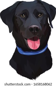 Black Labrador Retriever Dog Vector Illustration