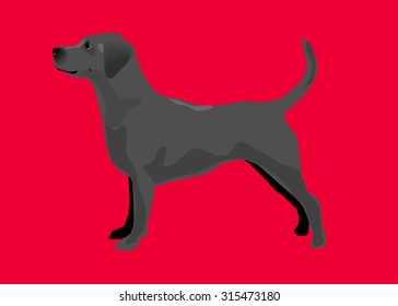 Black labrador retriever dog. Vector