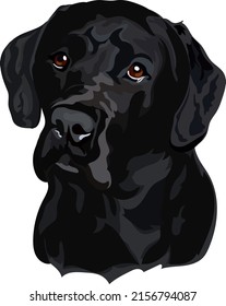 Black Labrador Retriever Head Vector Illustration