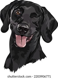 Schwarzer Labrador Retriever. Porträt. Vektorgrafik