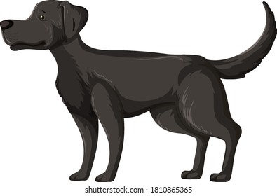 Black labrador retriever in standing pose isolated on white background illustration