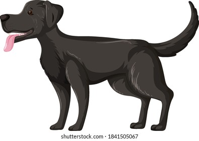 Black labrador retriever in standing pose isolated on white background illustration