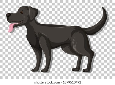 Black Labrador Retriever in standing position cartoon character isolated on transparent background illustration