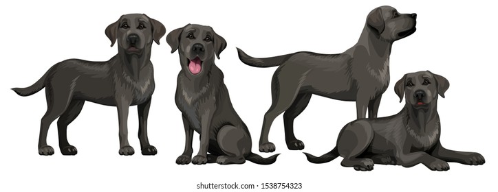 Black labrador retriever. Standing and sitting labradors isolated on white. The dog is lying. Young and friendly dogs.