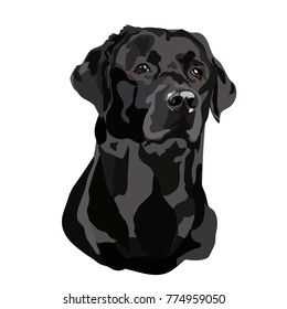 black labrador vector