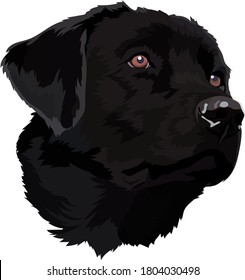 black labrador  Vector. Head Vector .Portrait of dog