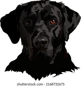 Black Labrador Vector Illustration Dog Portrait Stock Vector (royalty 