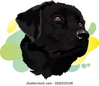 Black labrador vector illustration. Trend