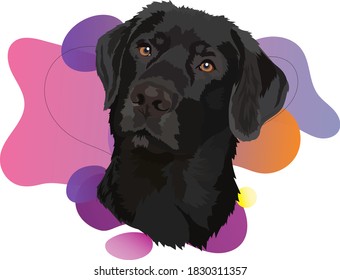 Black labrador. Vector illustration.Portrait of a dog.Trend