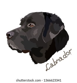 black labrador vector image