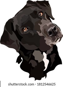 Black labrador vector.Portrait of a dog