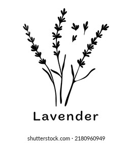 Ramas de lavanda negras sobre fondo blanco. Elementos botánicos minimalistas. Concepto de diseño a mano. Ilustración vectorial.