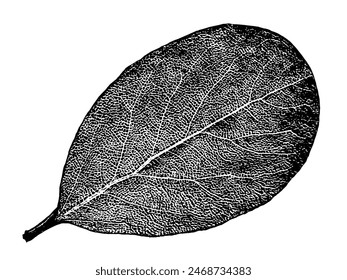 Black leaf realistic texture overlay isolated on white background. Dark stamp with foliage, old, grunge, grainy, vintage, worn, dust effect. Abstract leaves macro. Plant pattern closeup. Vector EPS 10