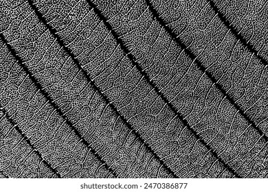 Textura realista de hoja negra superpuesta sobre blanco. Sello oscuro con follaje, viejo, grunge, granuloso, vintage, desgastado, efecto polvo. Abstractas hojas de macro. Planta patrón de fondo. Vista superior. Vector, EPS 10