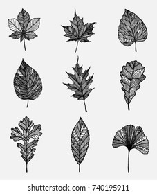 Black leaf shapes set, vertical arranged. Different type of leaves illustration. Black leaves outline with stripes sample inside. Leaf shapes silhouette with lines inside. Abstract fallen tree leaves.