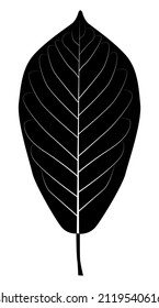 Black leaf of the white cherry tree (Prúnus pádus)